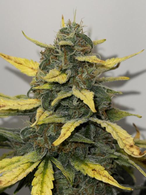 G.W.K. Organic Run. Week 8