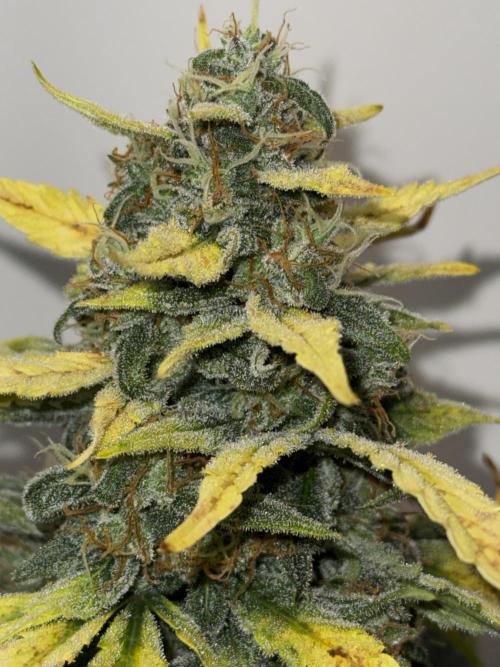 G.W.K. Organic Run. Week 8