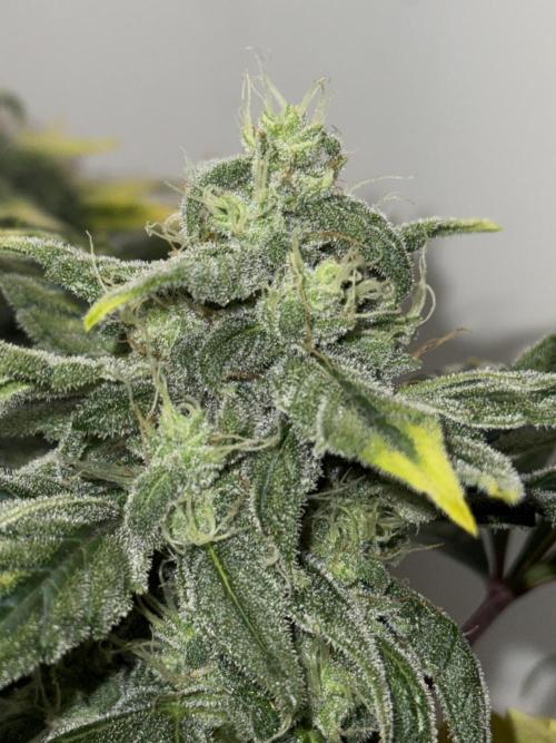 G.W.K. Organic Run. Week 8