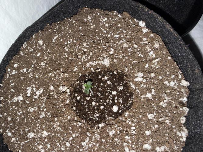 Gold Glue Organic Run AGAIN. Week 0 - March 3 Domes off