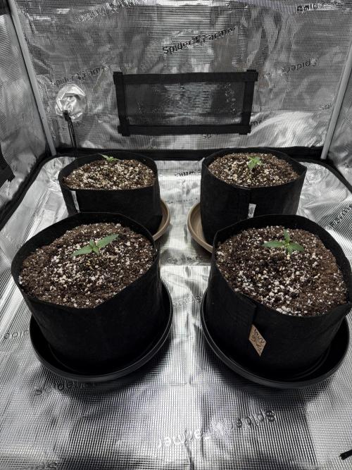 Gold Glue Organic Run AGAIN. Week 1