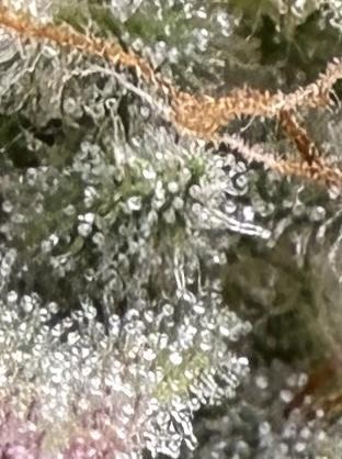 Gold Glue Organic Run. Week 9