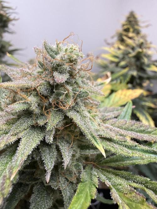 Gold Glue Organic Run. Week 9