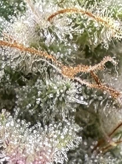 Gold Glue Organic Run. Week 9