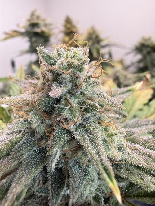 Gold Glue Organic Run. Week 9