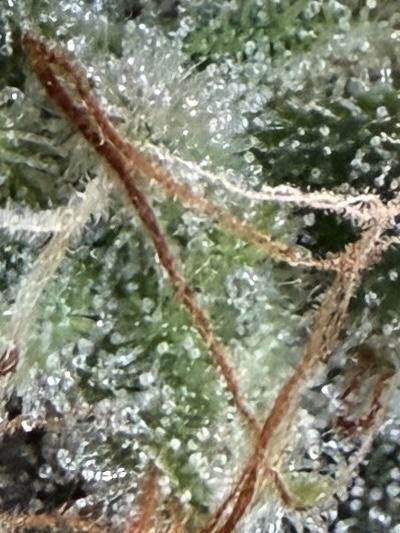 Gold Glue Organic Run. Week 9