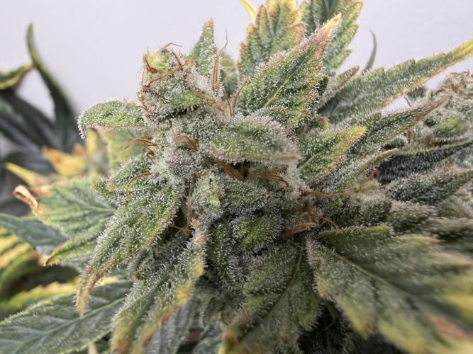 Gold Glue Organic Run. Week 9