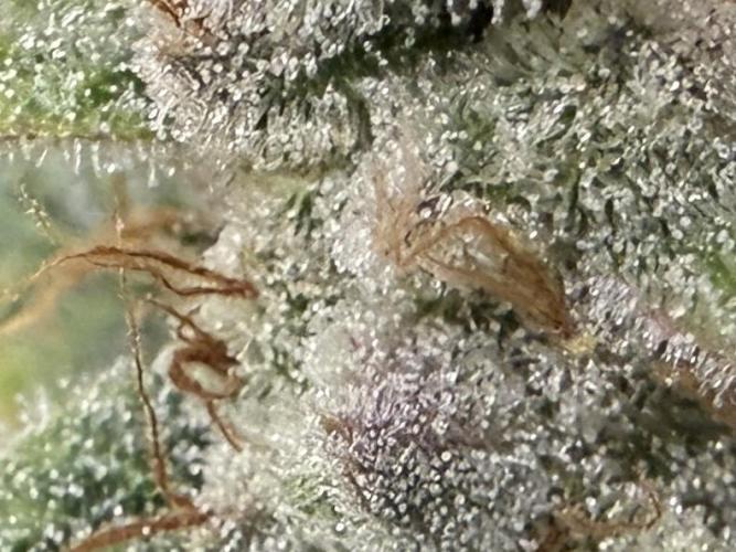 Gold Glue Organic Run. Week 9