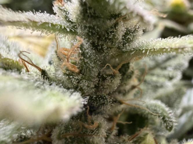 Gold Glue Organic Run. Week 9