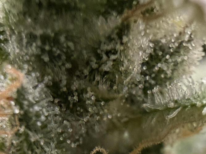 Gold Glue Organic Run. Week 9