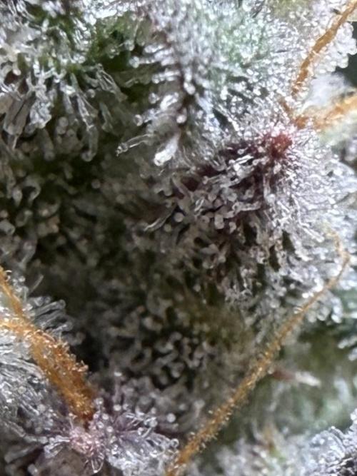 G.W.K. Organic Run. Week 9