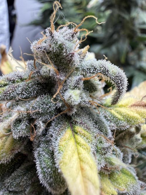 G.W.K. Organic Run. Week 9