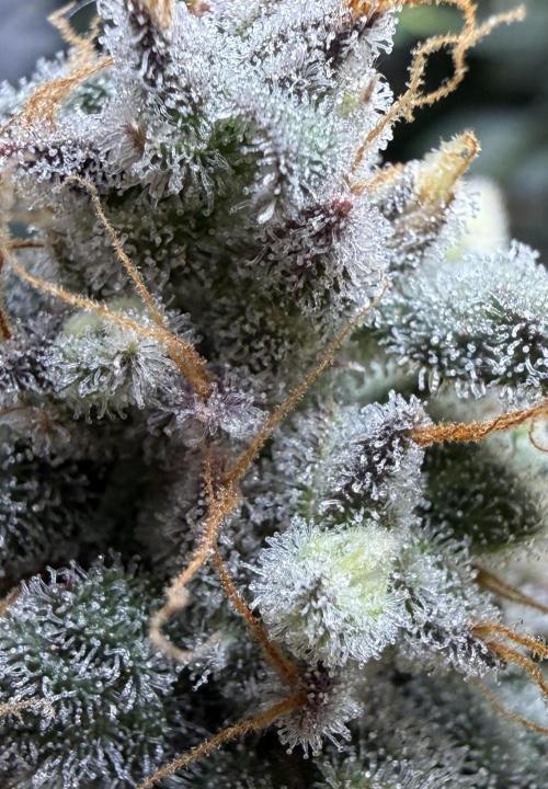 G.W.K. Organic Run. Week 9