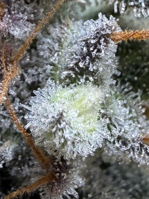 G.W.K. Organic Run. Week 9