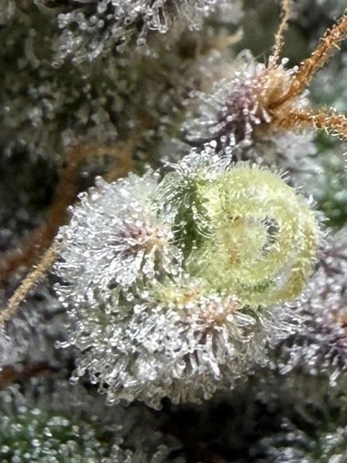 G.W.K. Organic Run. Week 9