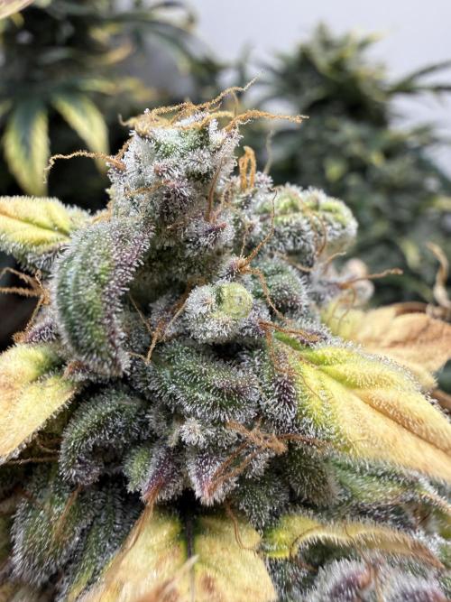 G.W.K. Organic Run. Week 9