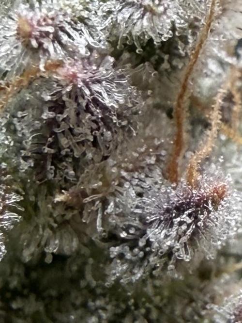 G.W.K. Organic Run. Week 9