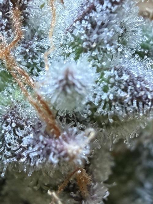 G.W.K. Organic Run. Week 9