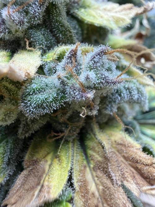 G.W.K. Organic Run. Week 9