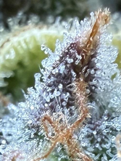 G.W.K. Organic Run. Week 9