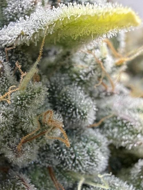 G.W.K. Organic Run. Week 9