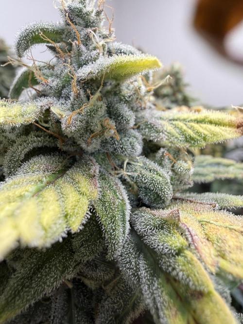 G.W.K. Organic Run. Week 9