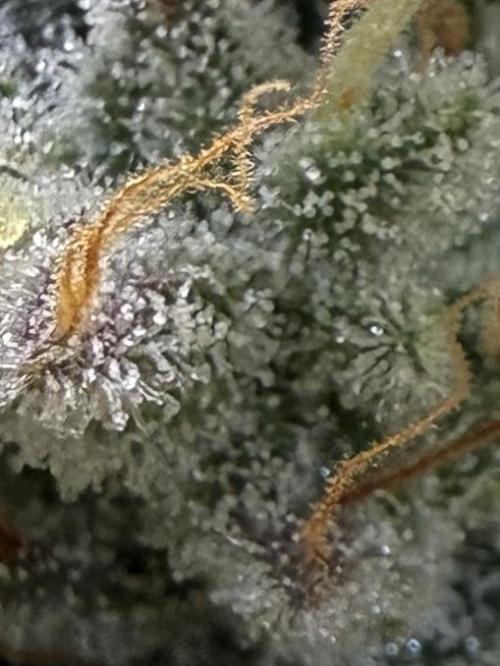 G.W.K. Organic Run. Week 9