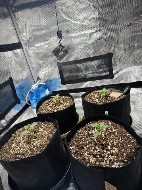Gold Glue Organic Run AGAIN. Week 1