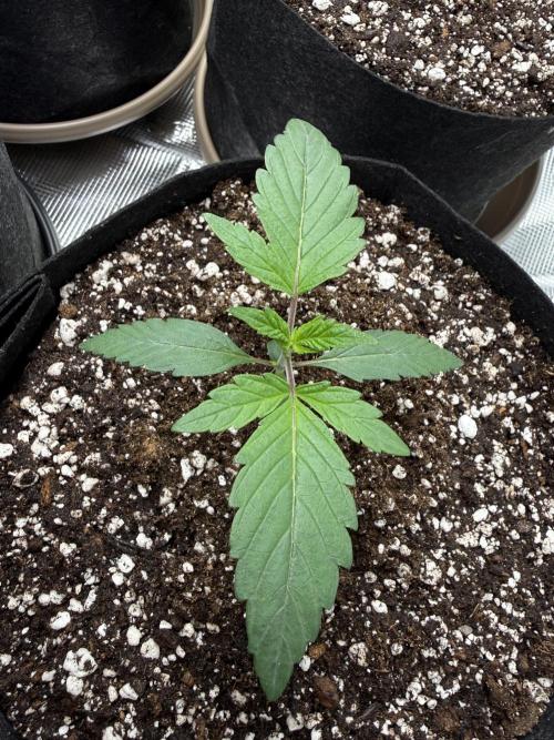More Organic Autos: MW x GWK (Freebie). Week 2