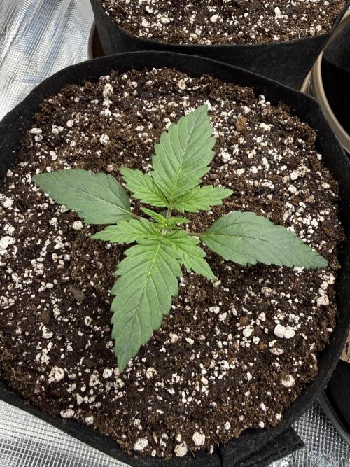More Organic Autos: MW x GWK (Freebie). Week 2
