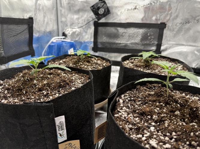 More Organic Autos: MW x GWK (Freebie). Week 2