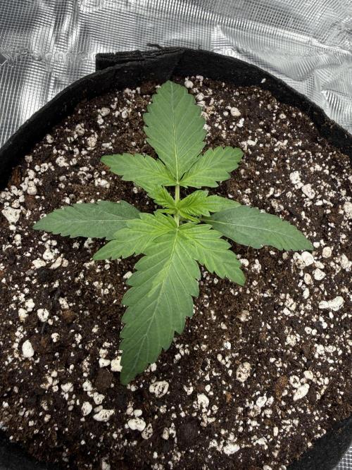 Gold Glue Organic Run AGAIN. Week 2