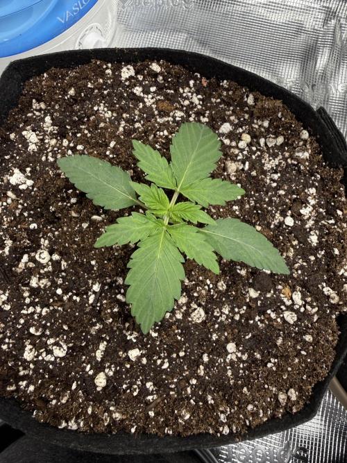 Gold Glue Organic Run AGAIN. Week 2