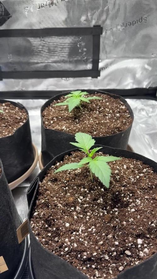 More Organic Autos: MW x GWK (Freebie)