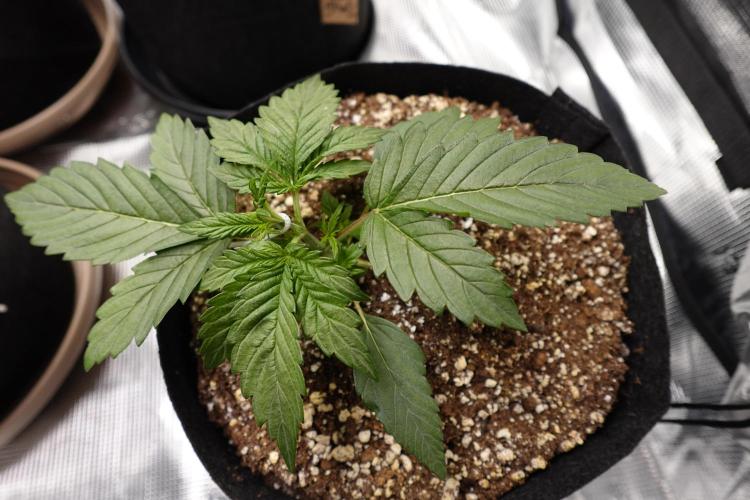 More Organic Autos: MW x GWK (Freebie). Week 3