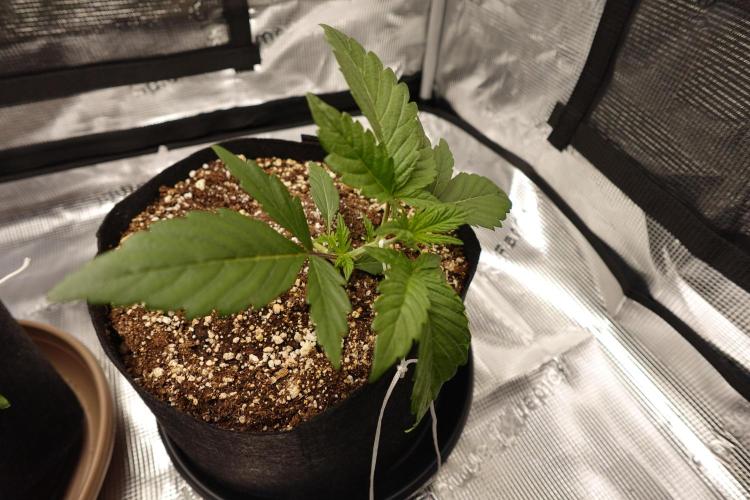 More Organic Autos: MW x GWK (Freebie). Week 3