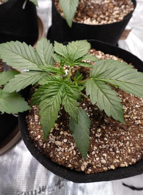 More Organic Autos: MW x GWK (Freebie). Week 3