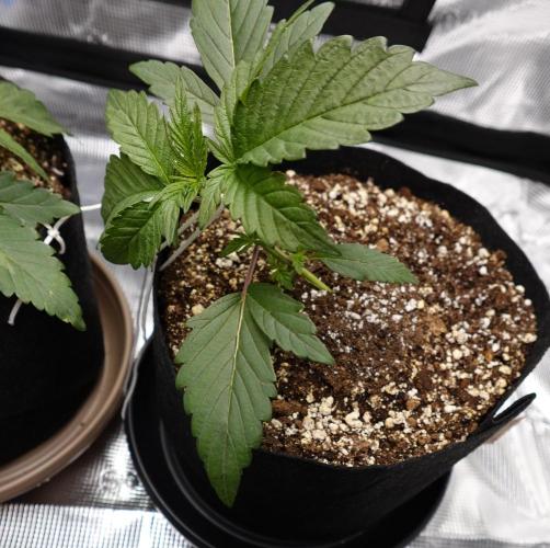More Organic Autos: MW x GWK (Freebie). Week 3