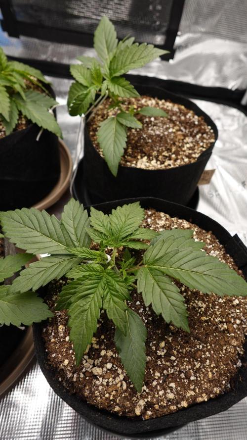 More Organic Autos: MW x GWK (Freebie). Week 3