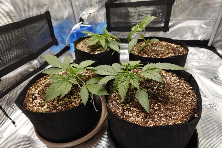 More Organic Autos: MW x GWK (Freebie). Week 3