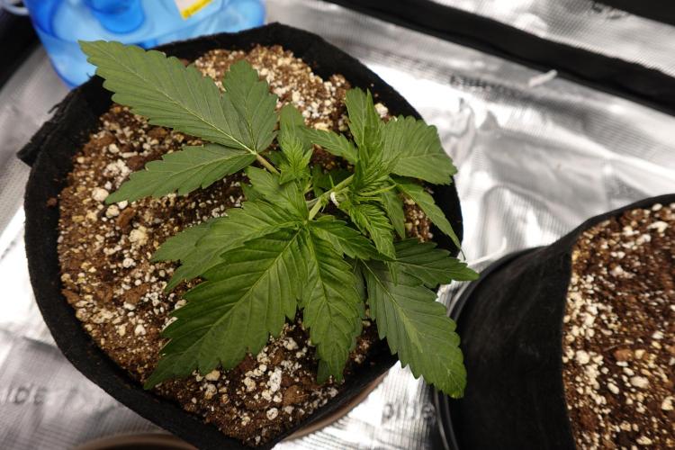 Gold Glue Organic Run AGAIN. Week 3
