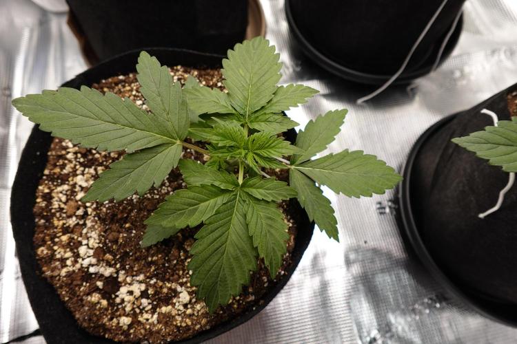 Gold Glue Organic Run AGAIN. Week 3
