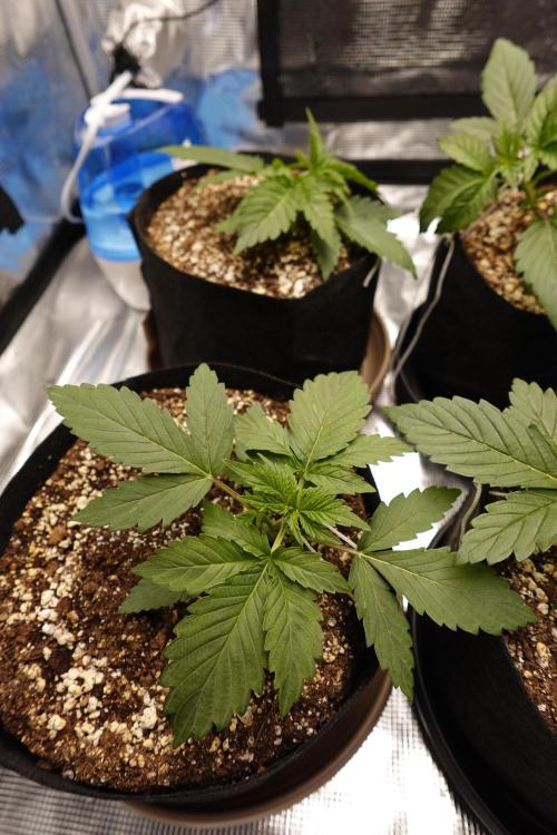 Gold Glue Organic Run AGAIN. Week 3