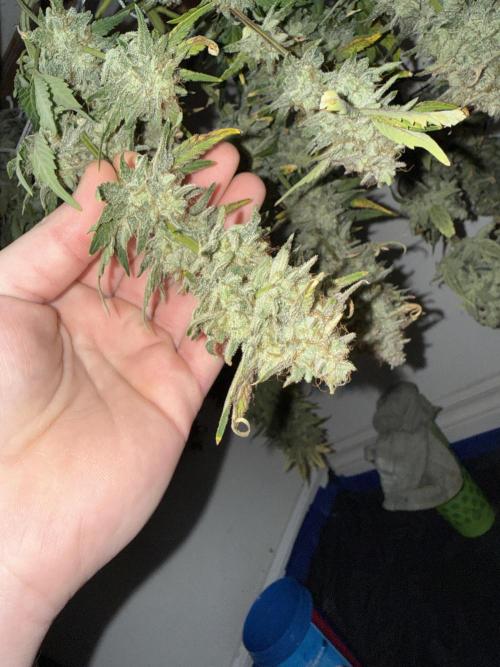 Gold Glue Organic Run. Week 10