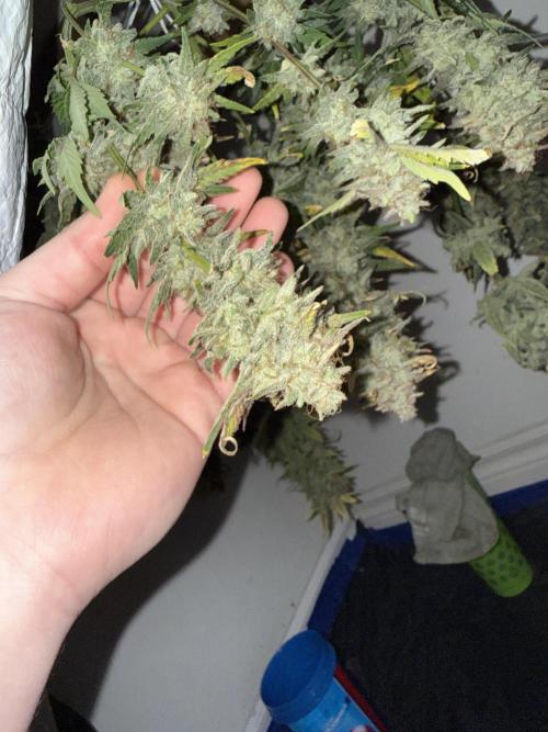 Gold Glue Organic Run. Week 10