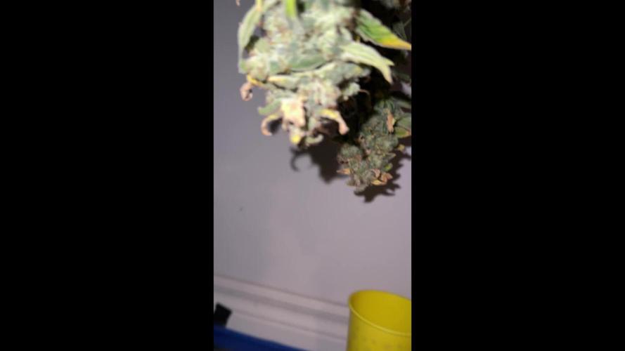 Gold Glue Organic Run