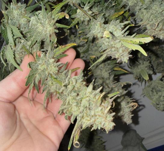 Gold Glue Organic Run. Week 10