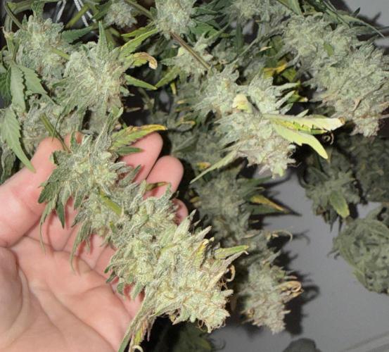 Gold Glue Organic Run. Week 10