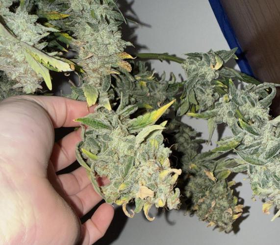 G.W.K. Organic Run. Week 10