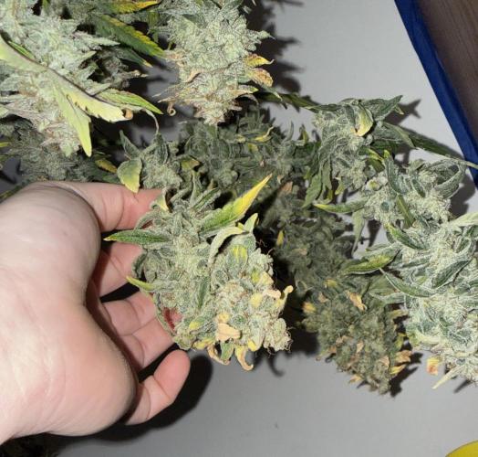 G.W.K. Organic Run. Week 10